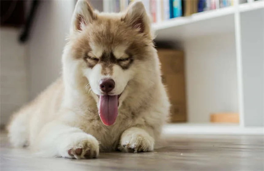 犬猫の胃薬「ラニチジン」の効果と副作用、正しい使い方【獣医師監修】