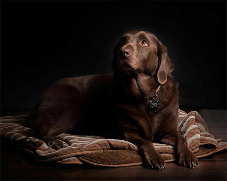 犬のノミ・ダニ駆除薬おすすめ5選！選び方と効果的な使い方