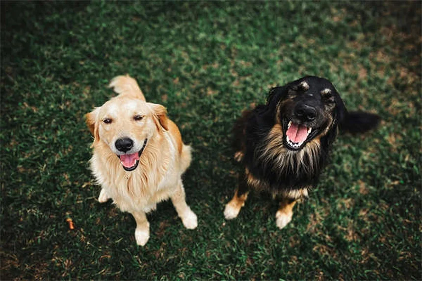 犬のシリンゴミエリア(SM)とキアリ様奇形(CM)：症状から治療法、愛犬との向き合い方まで