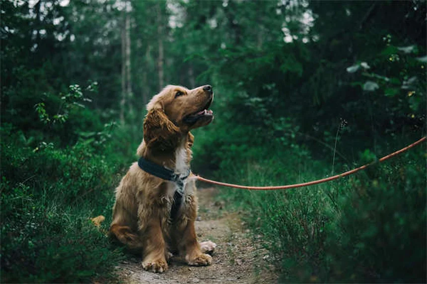 犬のシリンゴミエリア(SM)とキアリ様奇形(CM)：症状から治療法、愛犬との向き合い方まで