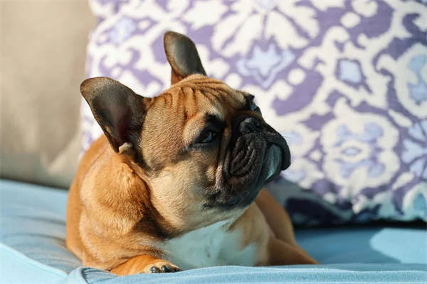 無麻酔歯石除去は危険？愛犬・愛猫の歯を守る正しい知識