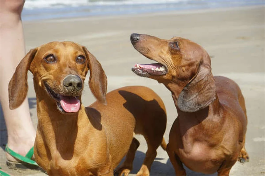 犬のサプリメントは必要？獣医師がすすめる理由と正しい選び方5つ