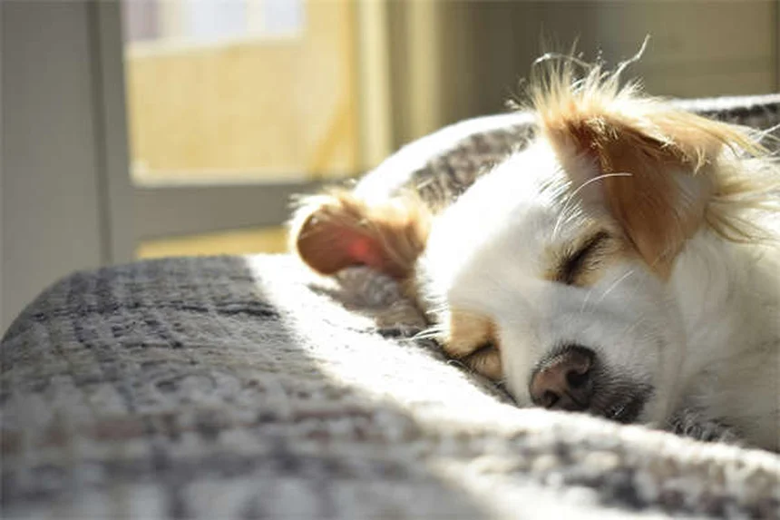 生まれたばかりの子犬の知られざる12の真実｜飼い主が知るべき驚きの生態