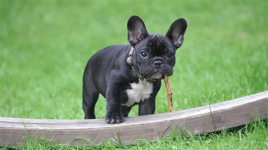子犬の初めての病院はいつ？準備から費用まで完全ガイド