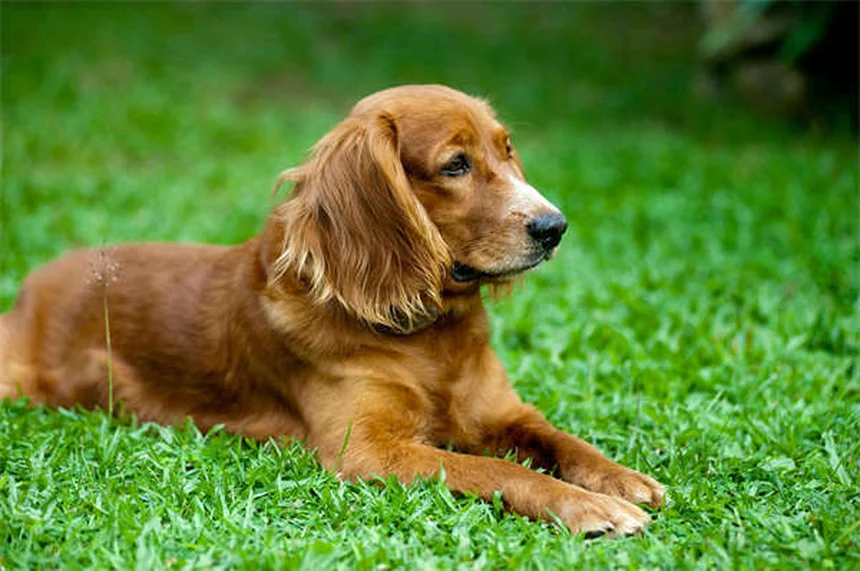 庭だけじゃ足りない？犬の運動の理想的なバランスを専門家が解説