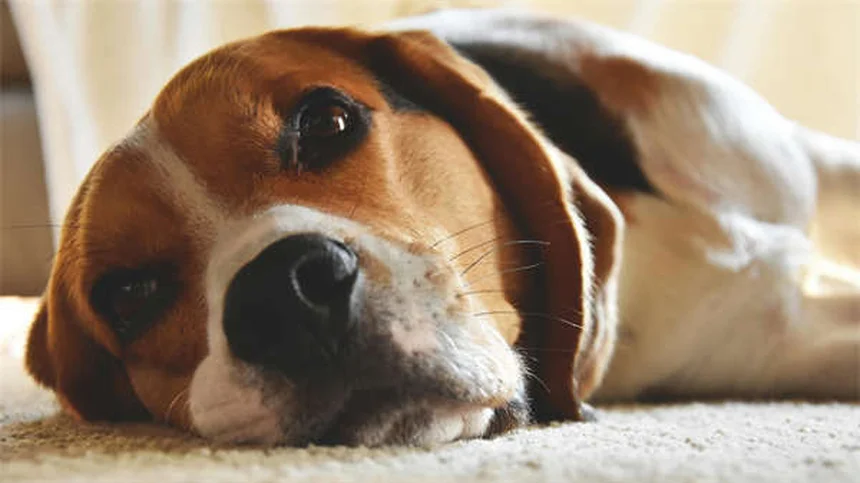 犬がうんちのあとに足を蹴る理由：知っておくべき3つのポイント
