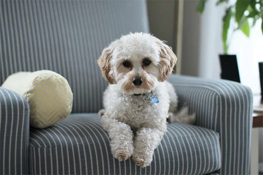 犬の下痢にイモジウムを使う前に知っておきたい5つのこと