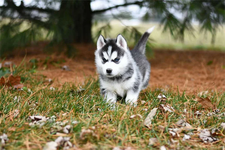ペットの年間コストはいくら？犬と猫の飼育費を徹底比較