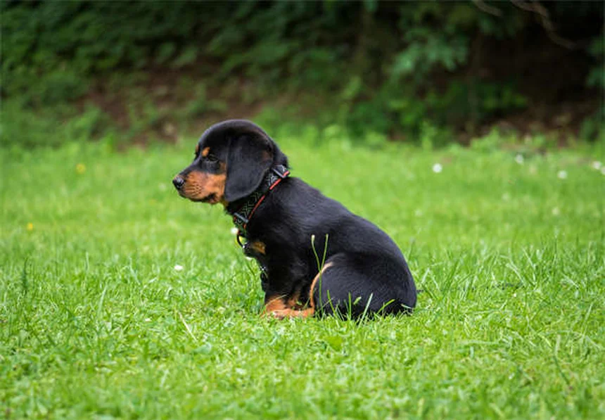 犬の資源防衛を止める7つの具体的な方法【経験者が実践したコツ】