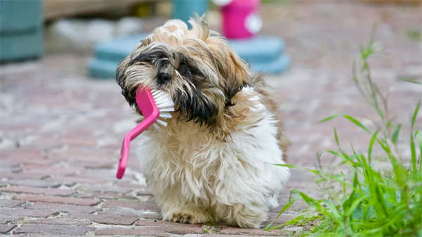 子猫に牛乳は絶対ダメ！正しいミルクの選び方と与え方
