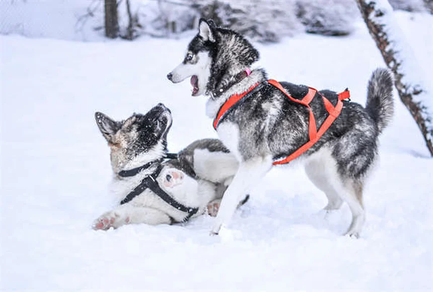 犬のノミにCapstarは本当に効く？即効性と正しい使い方