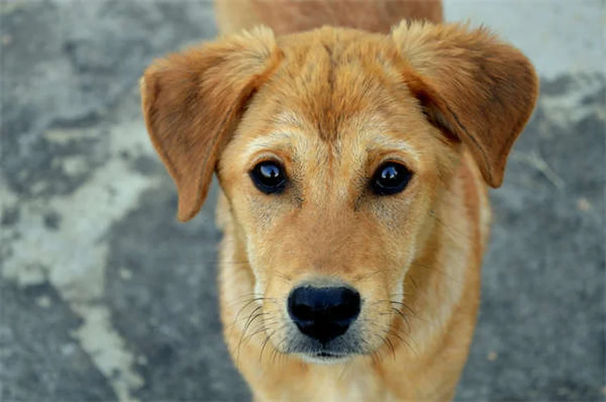 犬のノミにCapstarは本当に効く？即効性と正しい使い方