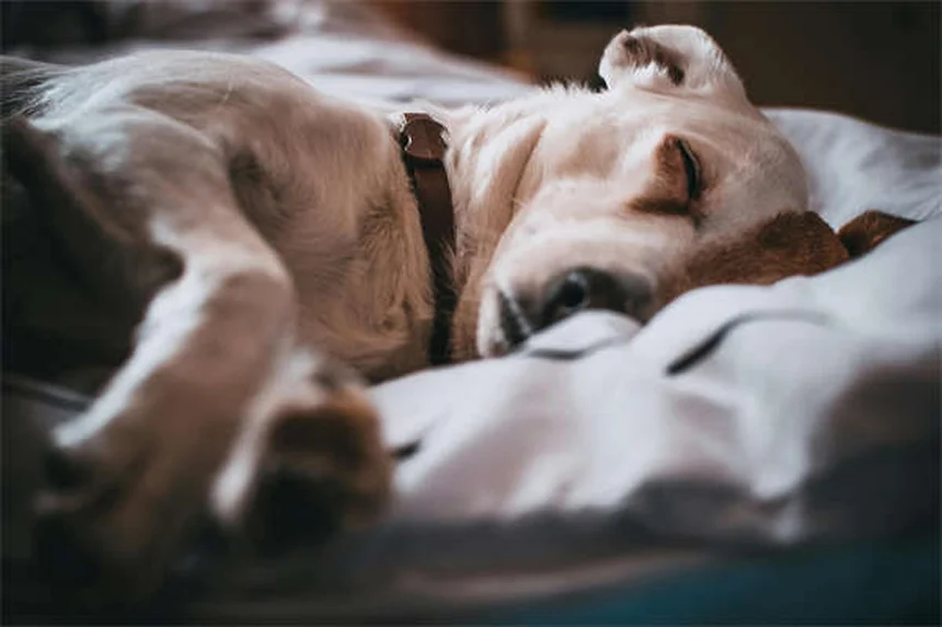 犬の水遊びで注意すべき7つの病気と寄生虫の予防策