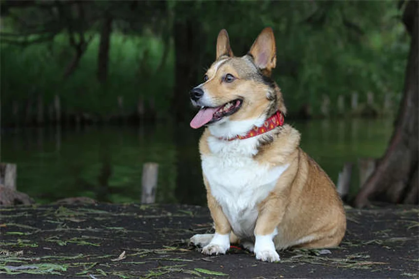 純血種の犬の遺伝病リスク：ミックス犬との比較と賢い選び方
