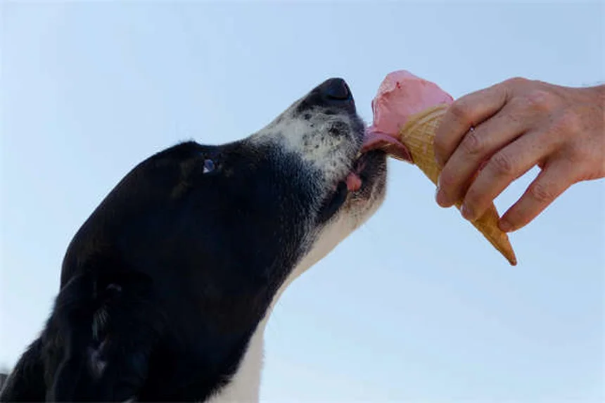 純血種の犬の遺伝病リスク：ミックス犬との比較と賢い選び方