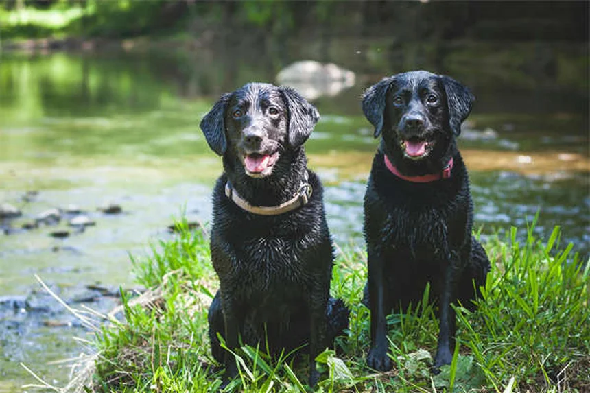 犬のノミを確実に駆除する方法｜予防から家の掃除まで完全ガイド