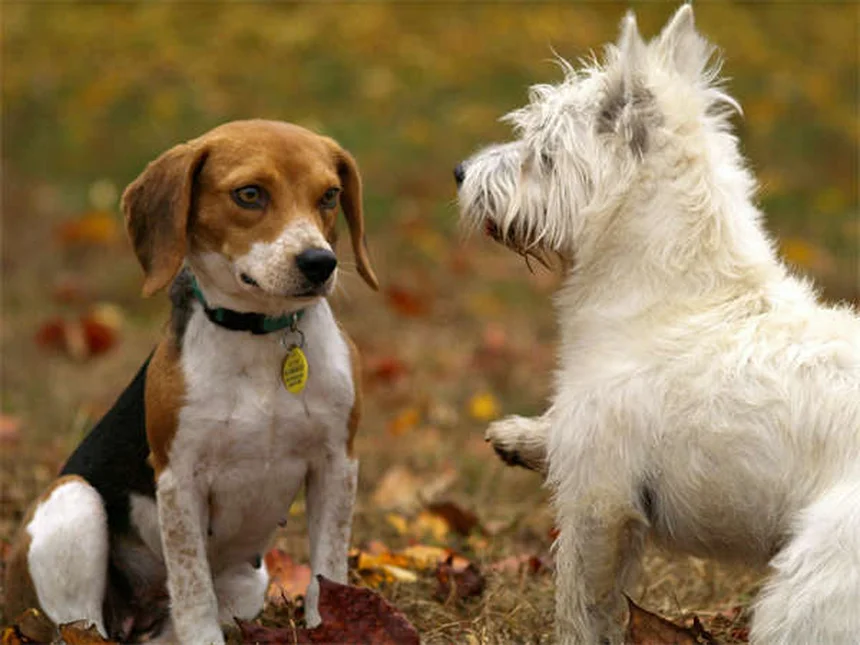 犬のノミダニ薬中毒を防ぐ！正しい使い方と間違えやすい3つの原因