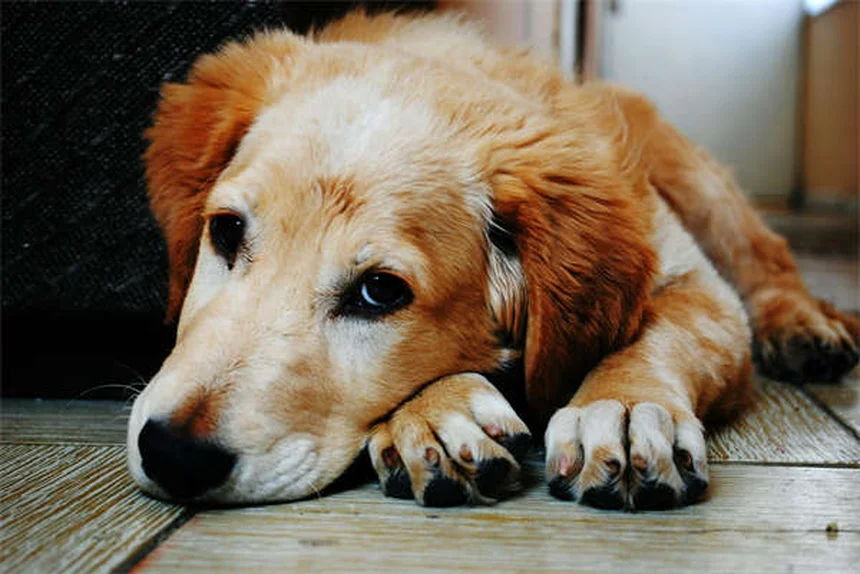 犬のクリスマスツリー安全対策6選｜愛犬を危険から守る飼い主の心得