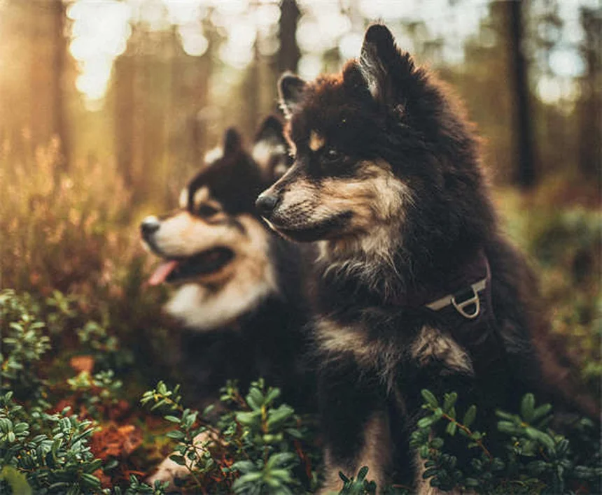 自宅でできる愛犬の健康チェック｜5つのステップで早期発見