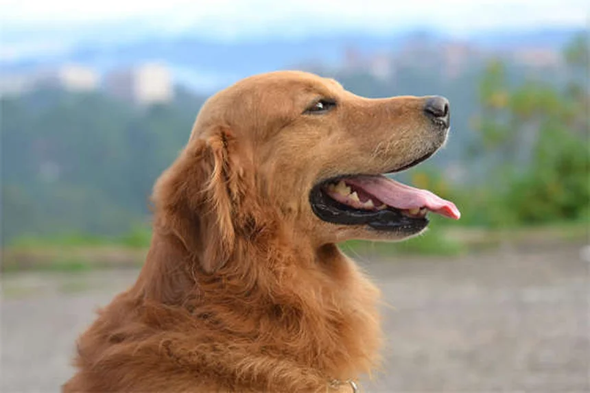 自宅でできる愛犬の健康チェック｜5つのステップで早期発見