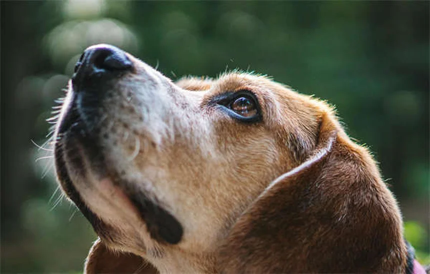 犬がサイレンに遠吠えする理由と対処法、知っておきたい犬種の違い