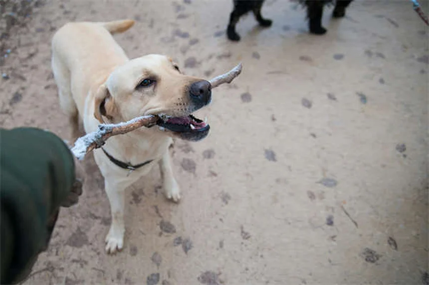 トリアムシノロンアセトニドとは？犬猫の皮膚炎・かゆみ治療を解説
